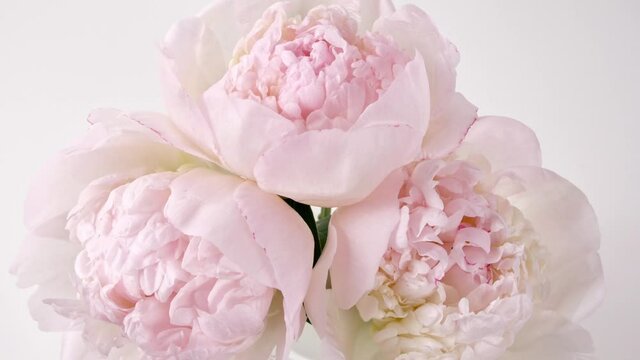 Beautiful pink, Blooming peony flower open on white background. Wedding backdrop, Valentine's Day concept. Time lapse, close-up timelapse. High quality 4k footage