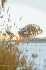 Obraz premium reeds in the snow