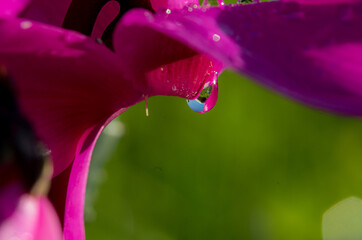 goccia di acqua piovana su petalo di ciclamino viola in campo aperto
