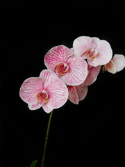gefärbte Orchidee