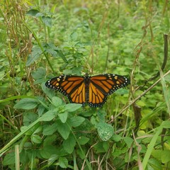 butterfly on leaf