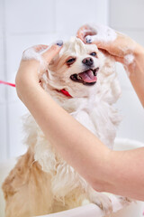 groomer washing a dog in bathroom, cute fluffy wet pomeranian in soap and water. clean funny animal, grooming concept