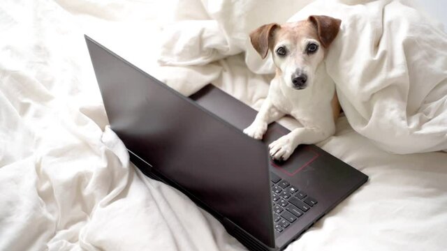 adorable small dog Jack Russell terrier with computer relaxing in the white bed. Working, studing or watching serials. Confortable time at home. Looking to camera.quarantine sick at home resting. 