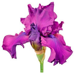 iris bud purple white background
