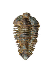 Nesuretus ovus, trilobites fossil from Middle Ordovician