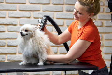 pet dog on the table for grooming in the beauty salon for dogs. the concept of popularizing...