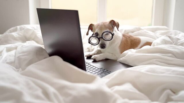 Adorable dog in glasses working with computer in white bed. Freelancer programmer work from home during quarantine Social distancing lifestyle. Stay at home. Video footage. Funny pet theme. Binge tv