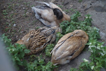 the duck is watching you
