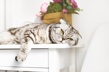 Close up portrait of scottish fold cat lies on a white nightstand table. Young resting gray striped household pet, yellow eyes in bright bedroom interior. Bored animal dreaming, relax