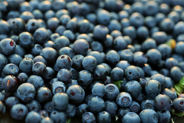 Blueberry background with berry on natural light