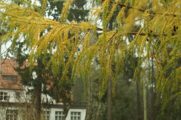 hanging yellow flowers
