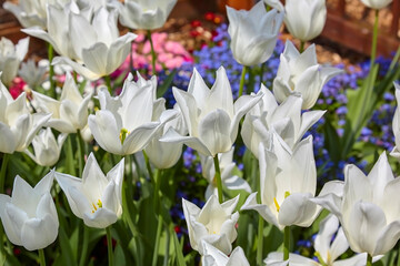 Beautiful white tulips in the flowerbed, close-up.