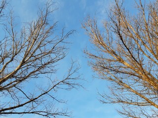 branches and the sky