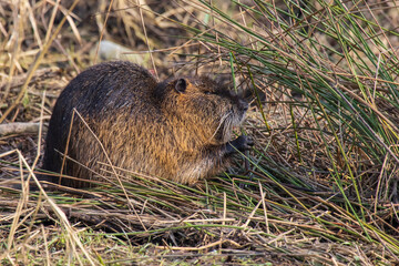 Nutria