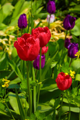 Beautiful red tulips in the flowerbed, close-up.