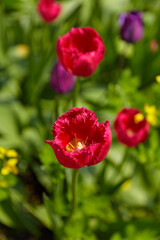 Obraz premium Beautiful red tulips in the flowerbed, close-up.