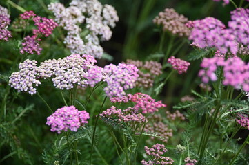 Rosa und pinke Schafgarbe © globetrottergen