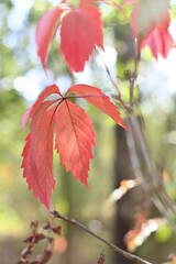 Obraz premium Wilder Wein im Wald, Herbst
