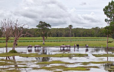 The Scene near Bonville in the NSW, after the rains on the flatlands.