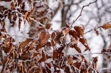 France, Alsatian forest under the snow - Close-up of a beech branch with leaves under the snow.