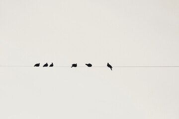 birds on the wall