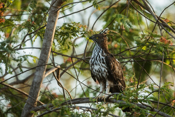 crested hawk-eagle (Nisaetus cirrhatus) National Park Wilpattu Sri Lanka