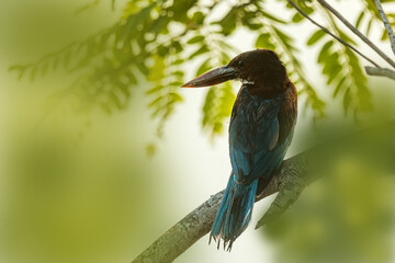 White-breasted Kingfisher (Halcyon smyrnensis) National Park Wilpattu Sri Lanka close up
