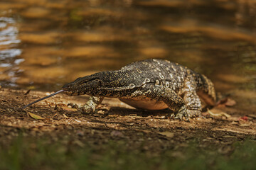 dangerous common water monitor (Varanus salvator) Sri Lanka