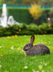 Beautiful rabbit sitting on the lawn in the park.
