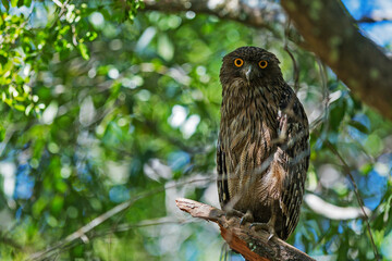 brown fish owl (Ketupa zeylonensis) National Park Wilpattu Sri Lanka