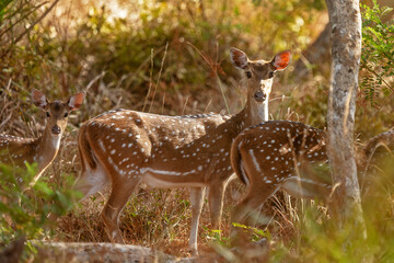 Ceylon spotted deer (Axis axis ceylonensis) National park Yala Sri Lanka