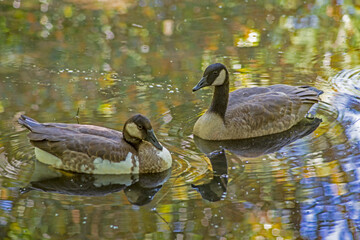Fototapeta premium Two Canada Geese show their water reflections in a clear lake.