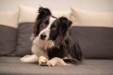 Jeune border collie noir et blanc couché dans le canapé regarde l'objectif la tête inclinée