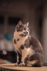 Chat gris et blanc assis sur une table regarde dans une autre direction