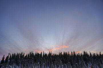 Obraz premium Scary Forest in Evening with Wierd Clouds
