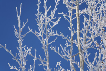 Frosty Aspen Tree Branches on Blue Sky in Winter