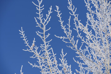 Frosty Aspen Tree Branches on Blue Sky in Winter