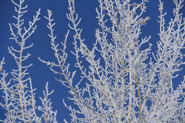 Frosty Aspen Tree Branches on Blue Sky in Winter