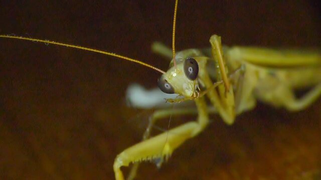 Closeup of a praying mantis