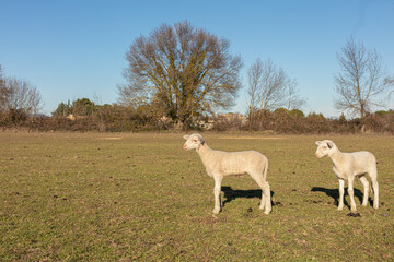 Obraz na płótnie Canvas Herd of sheep in a meadow