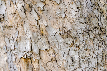 Old Wood Tree Texture Background Pattern.