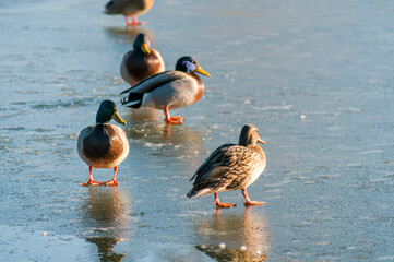 wild ducks in the nature of a sunny day
