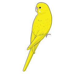 セキセイインコ