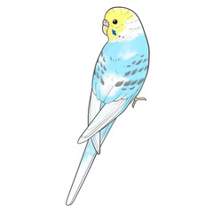 セキセイインコ