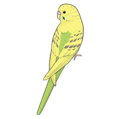 セキセイインコ