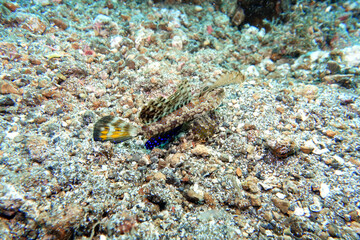 Dactylopus kuiteri - Orange-Schwarzer Dragonet, Kuiters Leierfis
