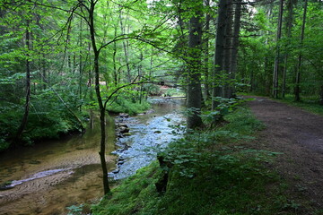 Cecīļi Nature Trail, Cecīļu dabas taka, Cecili-Wanderung in Lettland, verwunschener Wald, Gauja Nationalpark