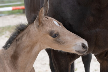 Young newly born yellow foal stands together with its brown mother