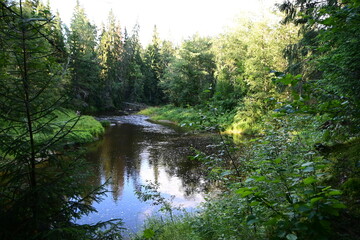 Fototapeta na wymiar Cecīļi Nature Trail, Cecīļu dabas taka, Cecili-Wanderung in Lettland, verwunschener Wald, Gauja Nationalpark