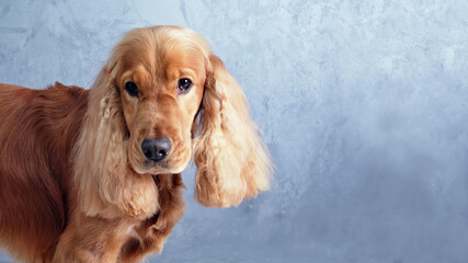 An English Cocker Spaniel sits on an isolated gray background in close-up. Spaniel after grooming in the pet salon.